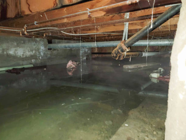 Best Professional water damage repair  in Fountain Hills, AZ